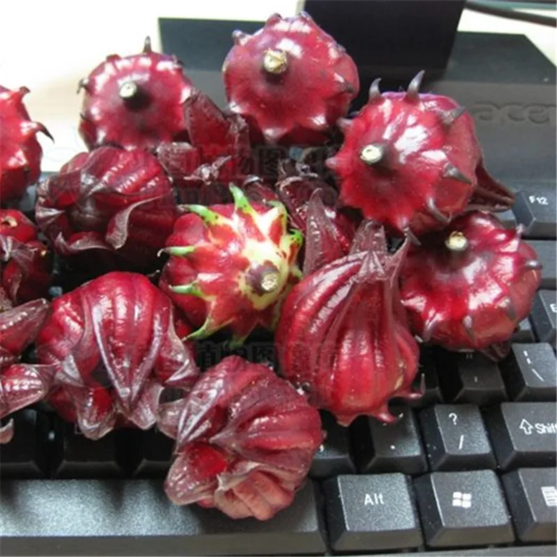 100 PCS / bag Roselle Ilibiscus Roselle Juice Tea Hibiscus Sabdariffa Maintain Beauty And Keep Young Bonsai Garden Flower Plant