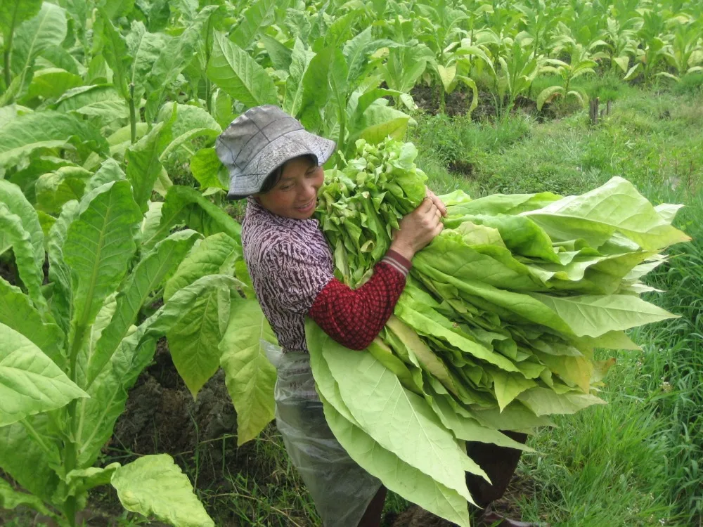 Buy 100pcs Global panic buying tobacco seeds garden