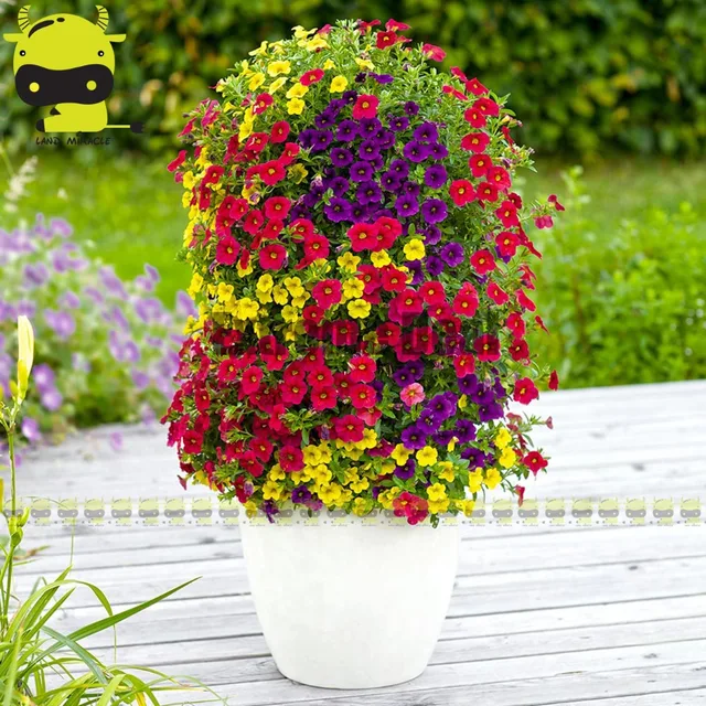garten blumen lila, seltene blumensamen pflanzen petunia blumensamen, 100 samen/pack, Design ideen