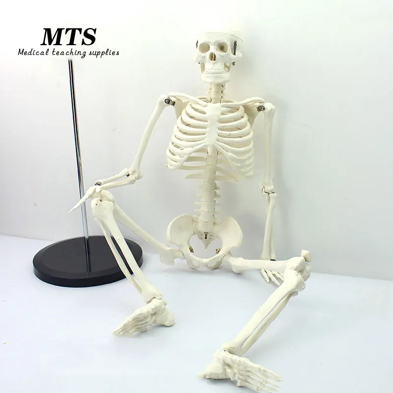 

MTS 85CM human 1:1 skeleton model medical teaching use bone model educational