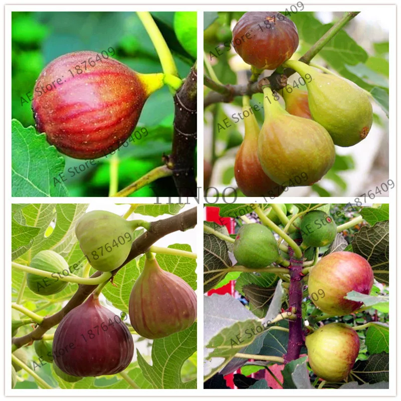 

Flower Pots Planters Can Edible Fruit bonsai Fig Tree garden,20 pcs Particles Beautiful Fruit,rich-nutrition