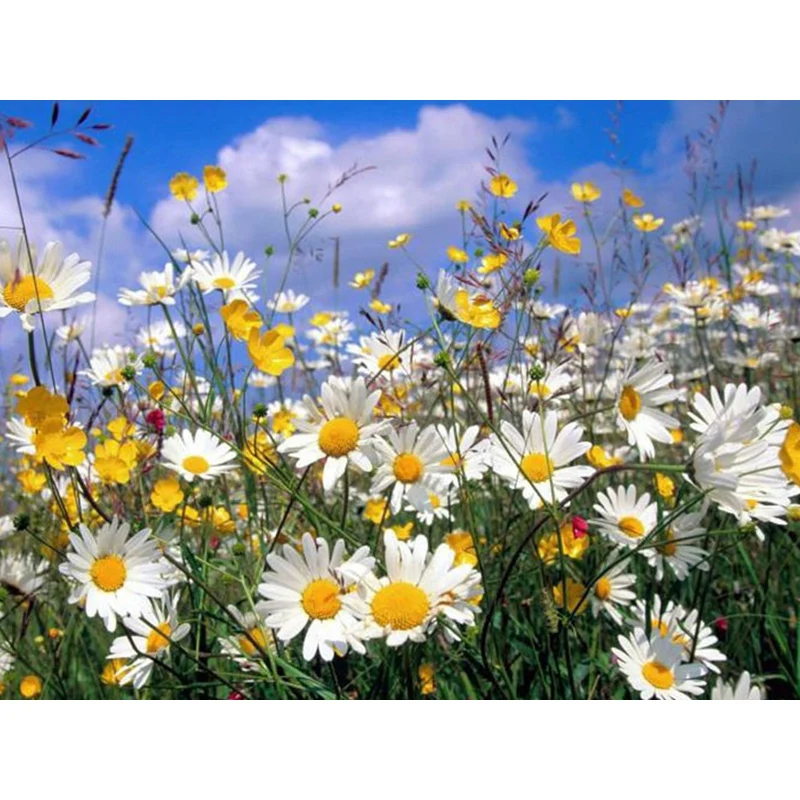

FUYUN 5D Diamond Painting Full Drill Daisy Diamond Mosaic Sale Round Rhinestones Pictures Diamond Embroidery Icons Flowers Decor