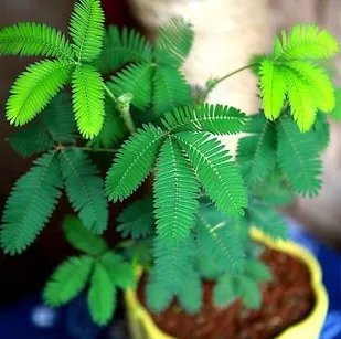 

20 /pack Balcony Mimosa Pudica Bonsai Potted Foliage Bonsai Predict Earthquakes Fun Bashfulgrass