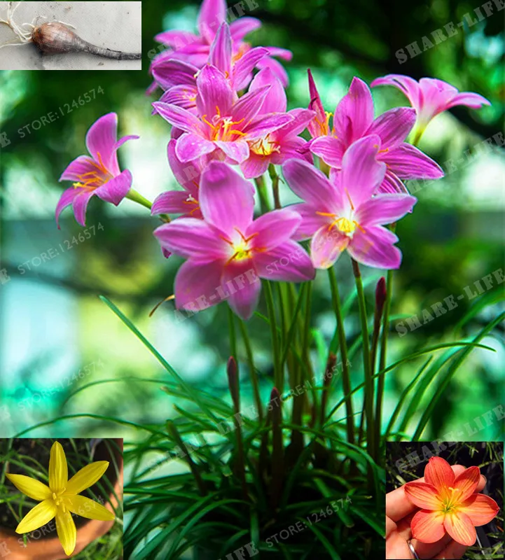 5 Bulbs Color Mixing Zephyranthes Candida Bulbs Bonsai Flower Bulbs Outdoor Plant Natural Growth Bonsai