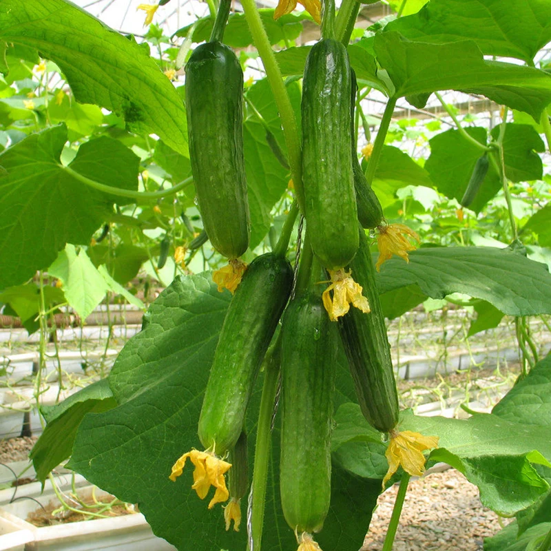 Terrace Vegetable Tangshan Autumn Melon Cucumber Seed Garden Planting Seeds Can Be Refreshing Fruit Seeds 20Seeds Terrace Vegetable Tangshan Autumn Melon Cucumber Seed Garden Planting Seeds Can Be Refreshing Fruit Seeds 20Seeds