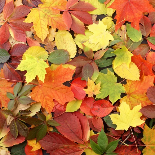 

5x5ft autumn leaves photography backdrop studio newborn&pet cute photography background D-2784