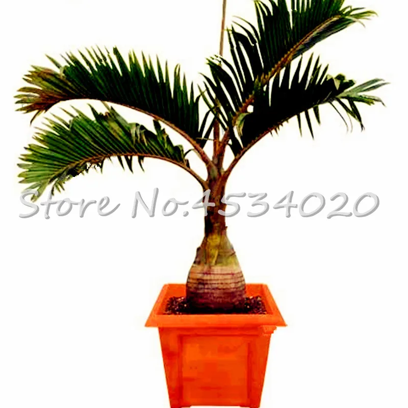 30 Pcs//Pack Bottle Palm Tree Perennial seeds Easy Grow Tree Bonsai Pots Tropical