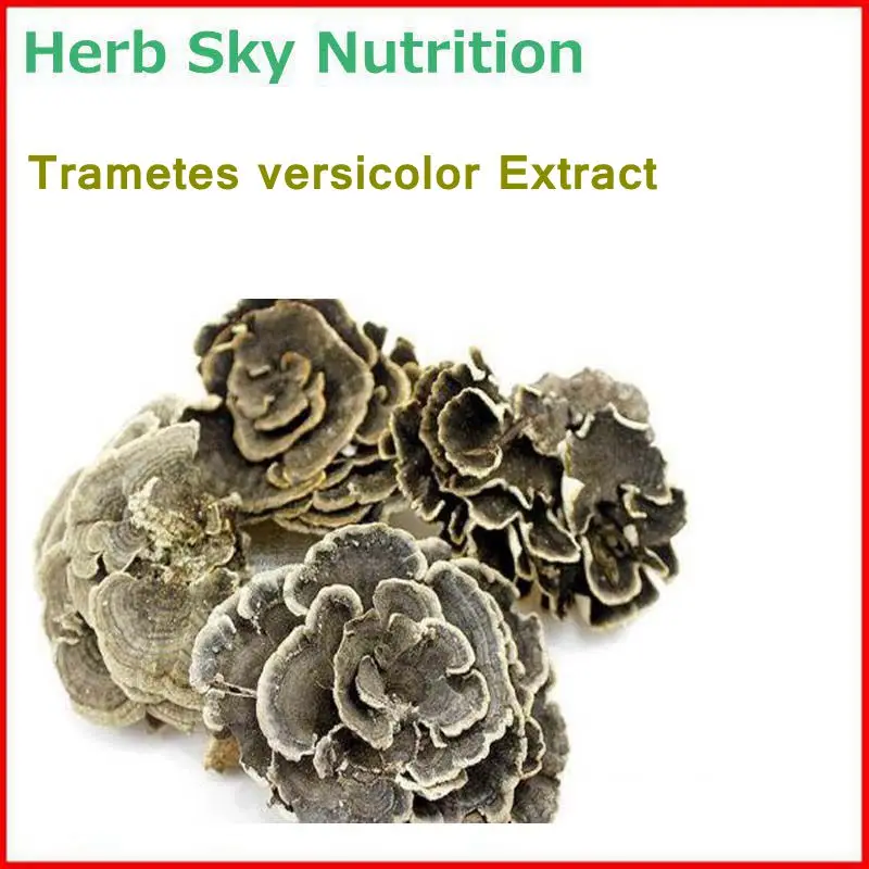 

100% Natural& High quality Trametes versicolor/ rainbow conk Extract with free shipping, immunity enhancement