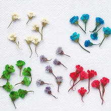 120 шт прессованный высушенный Achillea Millifolium цветок растение Гербария для ювелирных изделий открытка с пригласительным билетом чехол для телефона Закладка DIY