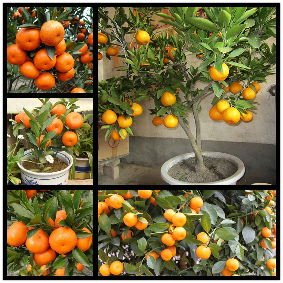 100 Seeds Bag Balcony Patio Potted Fruit Trees Planted Seeds Kumquat Seeds Orange Seeds Tangerine Citrus Bonsai Bonsai Set Seed Watermelonseed Orange Aliexpress