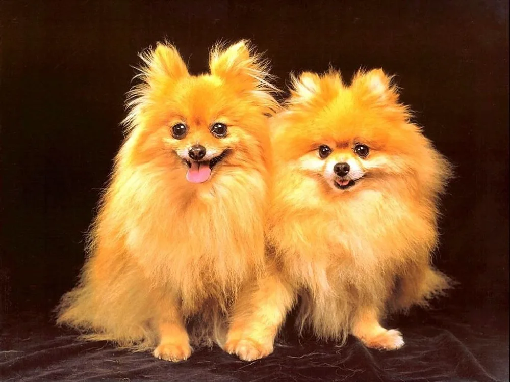 dogs pet