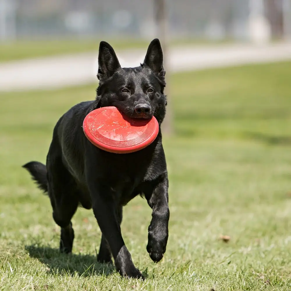 kong frisbee extreme