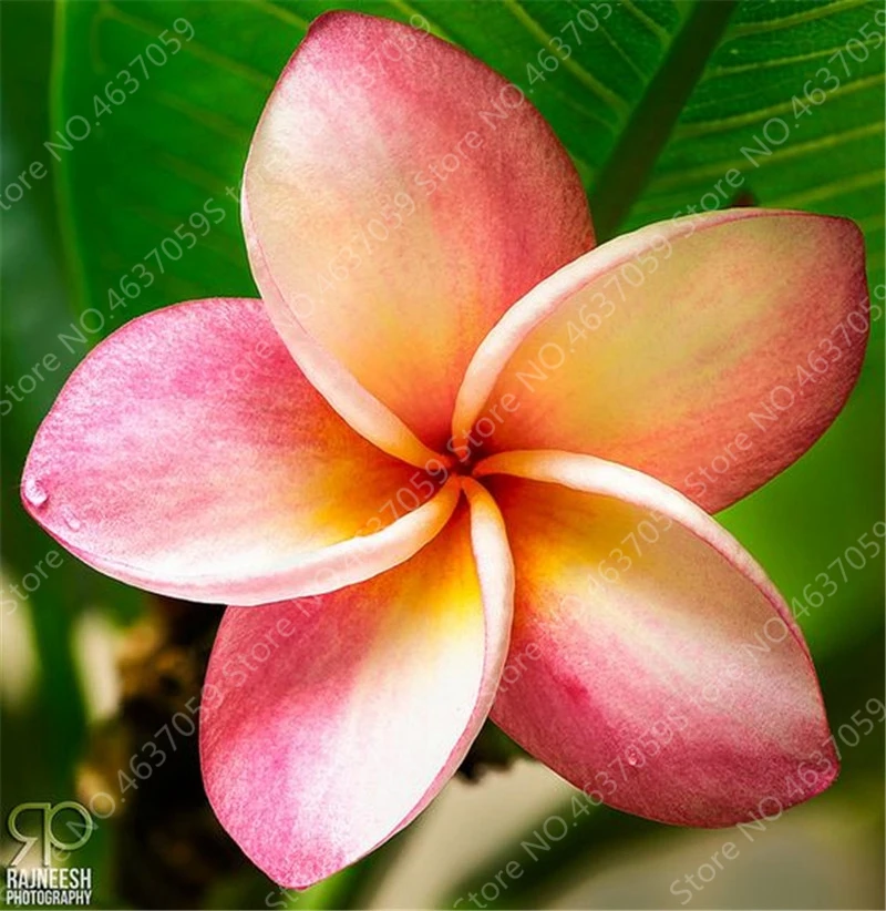 100 pcs/ bag Garden Plumeria Bonsai Frangipani Mixed Color Egg Flower Rubra Decor Romance Potted Plant DIY Home Pot Planting