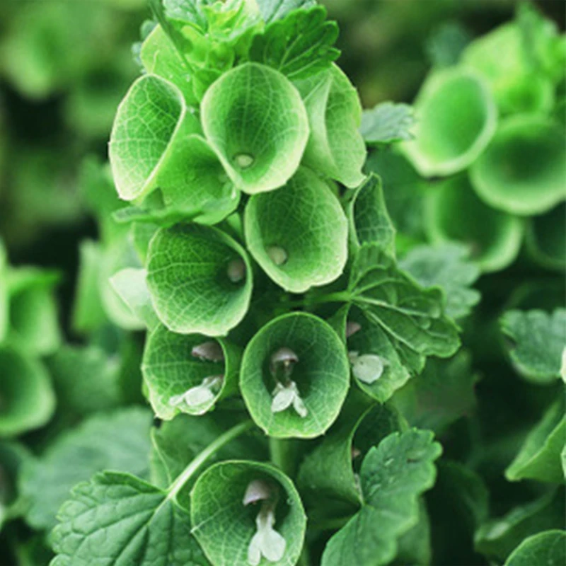 

2019 Time-limited Special Offer None Libra Home Sementes Expression Can Be Mixed Batch Of Cool Gardening Flowers SeedsShell1/bag