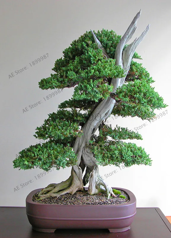 Juniper Bonsai Tree Potted Flowers Purify Air Absorb Harmful Gases Plants Shippi Best Seeds