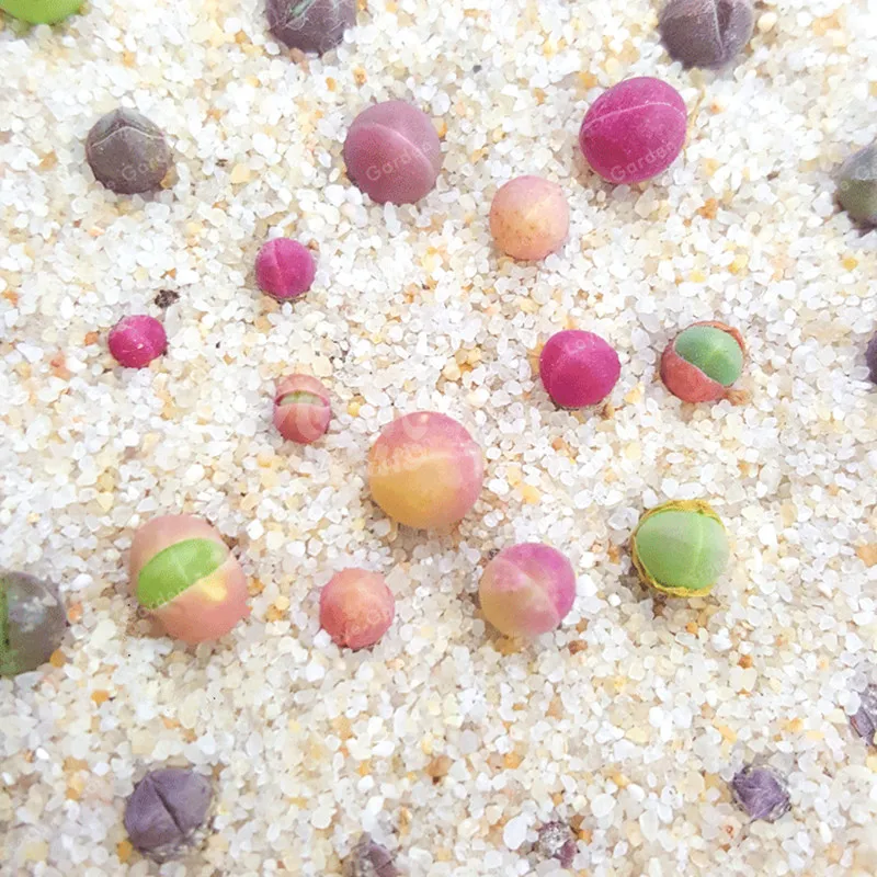 Качественные суккулентные растения бонсай 100 шт в упаковке Gibbaeum Heathii очень Rale