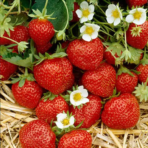 

Everbearing Strawberry 600 " Rich Aroma Sweet Smell and Taste
