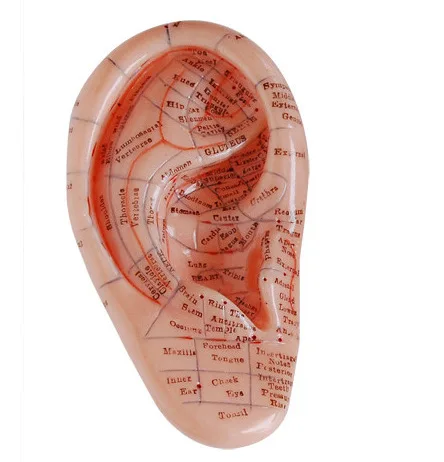 

English version Ear acupuncture earpins model model auricular application model ear acupuncture points model 17 cm