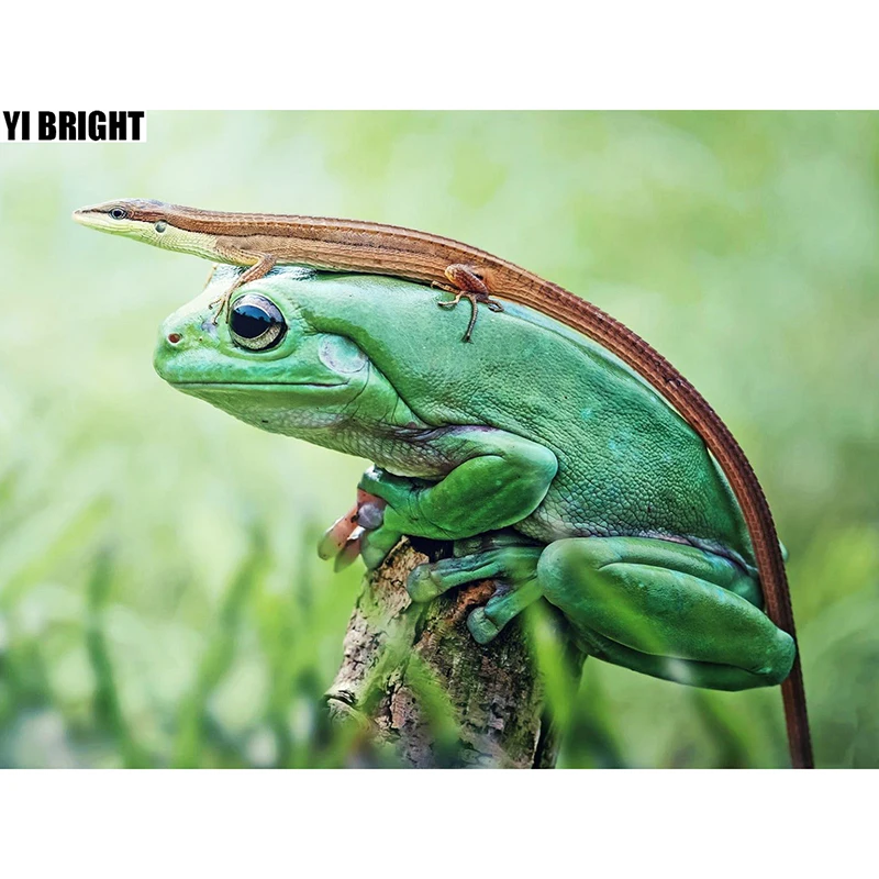 лягушка и ящерица. пресмыкающиеся линька. хамелеон и геккон. амазонская древесная лягушка. холоднокровные жабы.