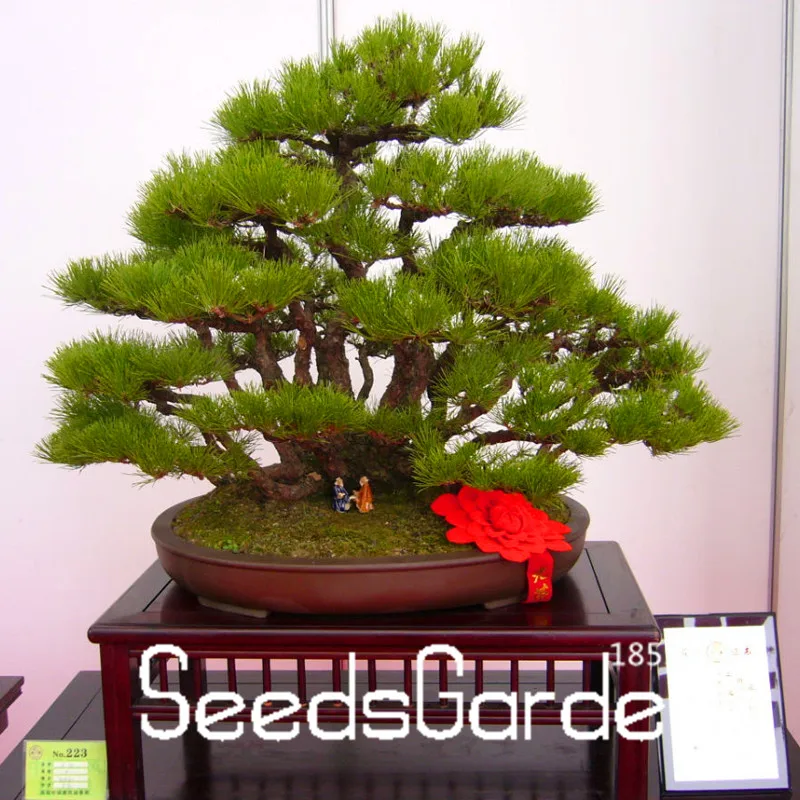 

Big Sale!60 Pcs/Lot Thunbergii garden Black Pine bonsai Tree flores Potted Plants Japanese Pine Tree,#1M3NR2