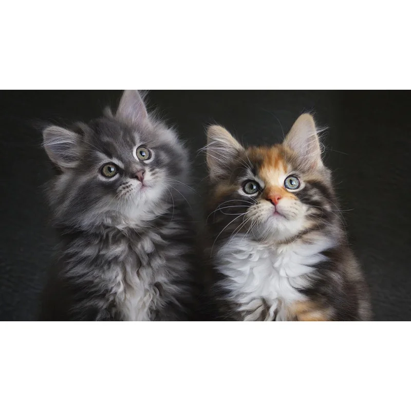 

mosaic pictures,chinese embroidery,daimond painting animals,diamond embroidery Two kittens WZ