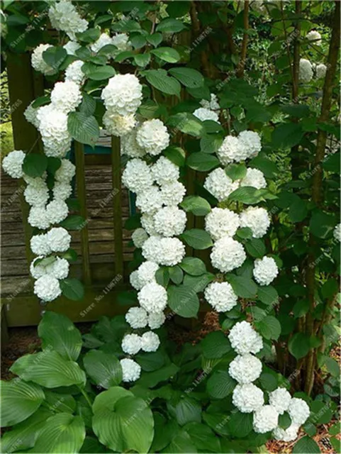 Bonsai 50 PCs wiele kolorów wybór Hortensja Bonsai wieloletnia roślina kwiat Hortensja balkon ozdobne ogród dekoracji roślin tanie i dobre opinie Bardzo proste Wykluczone Upiększających Mini średni duży mały Jesień Konserwy roślin Wieloletnich Courtyard Subtropikalnych Bonsai 50 PCs wiele kolorów wybór Hortensja Bonsai wieloletnia roślina kwiat Hortensja balkon ozdobne ogród dekoracji roślin tanie i dobre opinie Bardzo proste Wykluczone Upiększających Mini średni duży mały Jesień Konserwy roślin Wieloletnich Courtyard Subtropikalnych