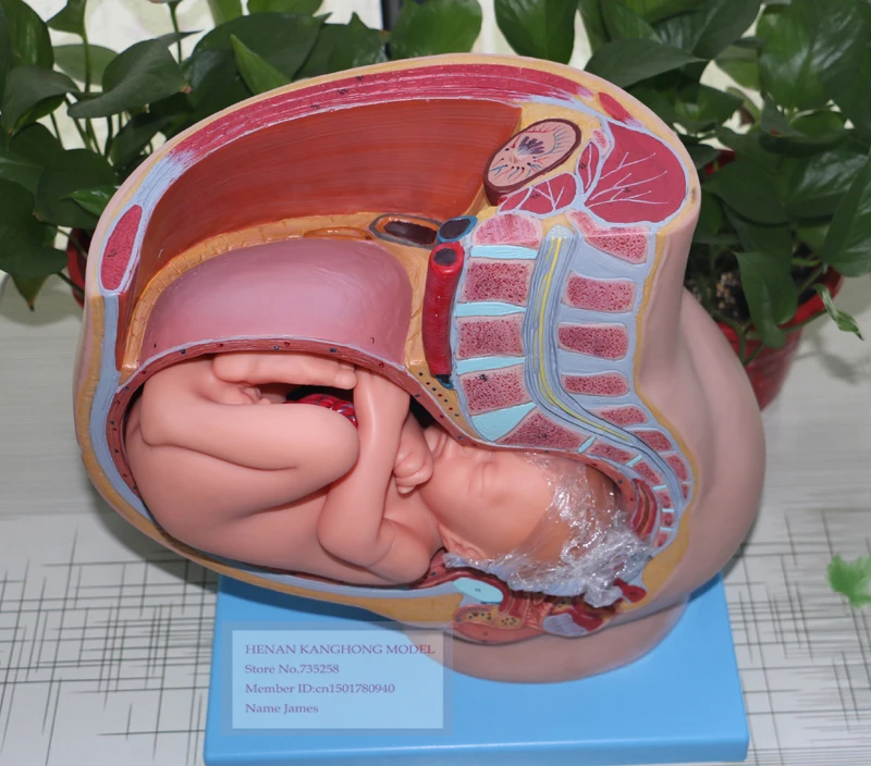 ISO Сертификация девять месяцев беременности плода модель таза, внутрибрюшный месяц плода модель