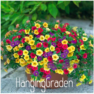 Лимонный ломтик Superbells calibachoa Petunia Annual Flower бонсай, 100 шт в упаковке, 24 цвета на выбор,# 7W4GYQ - Цвет: 1