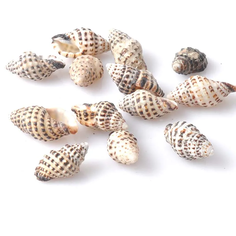 

Spot Natural Spiral Seashell Muschel Hang as Decor in a Nursery Home Decoration Craft 30pcs 25-32mm TRS0059