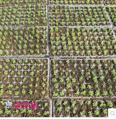 Free shipping,105 holes,3pcs/lot.wholesale,Multifunctional seedling tray/nutrition bowl nursery bags plate/ thickening/garden 8
