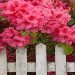 Экзотические Рододендрон Азалия de flores дома и улицы DecorGarden для цветочного горшка PlantersEasy расти 100 шт