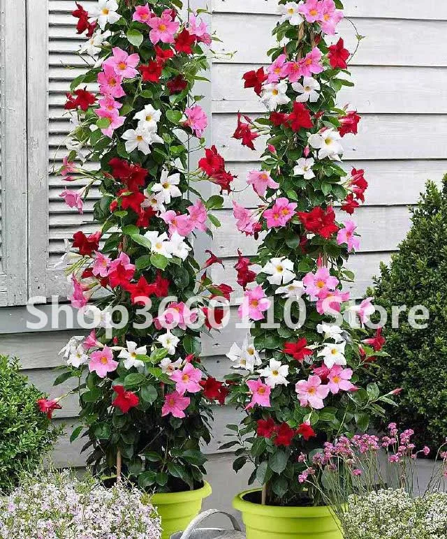 

30PCS garden decoration climbing plants Jasmine bonsai amazing smell & beautiful flowers Perennial plant decorated home garden