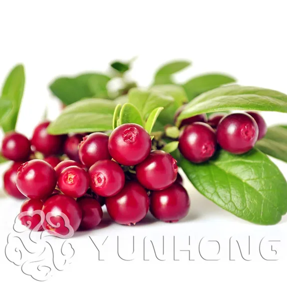 

100pcs New Mini Salak bonsai Rare Cranberry Fruit plant Pots . Easy Growing For Home Garden Plantas Tasty Free Shipping