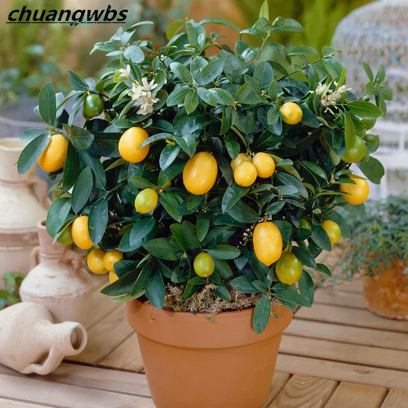 

20pcs Lemon Tree plants fruit bonsai plant DIY home garden indoor Edible Green Lemon