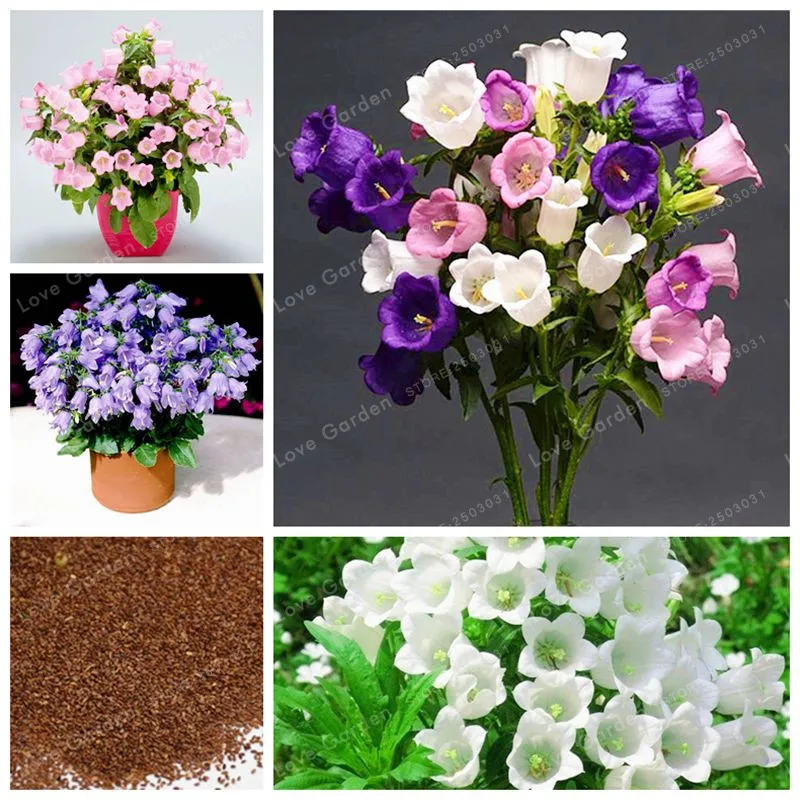 

100Pcs Campanula Flower Bonsai Flower Bonsai Convallaria Bell Flowers Abutilon Striatum Dickson Potted Plant For Home Garden