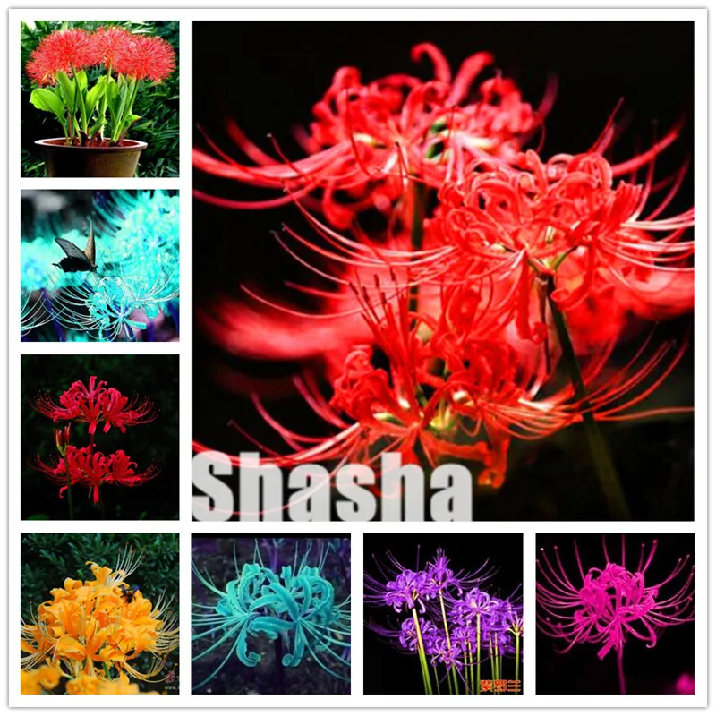 

100 Bonsai True Lycoris Radiata Bonsai Perennial Flower Bonsai Natural Growth Beautiful Bonsai Plant DIY Home Garden Plant