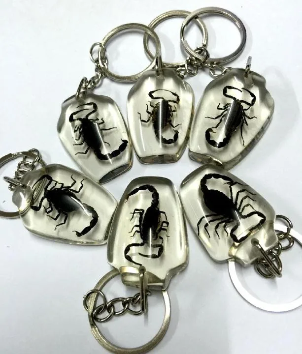 insect26