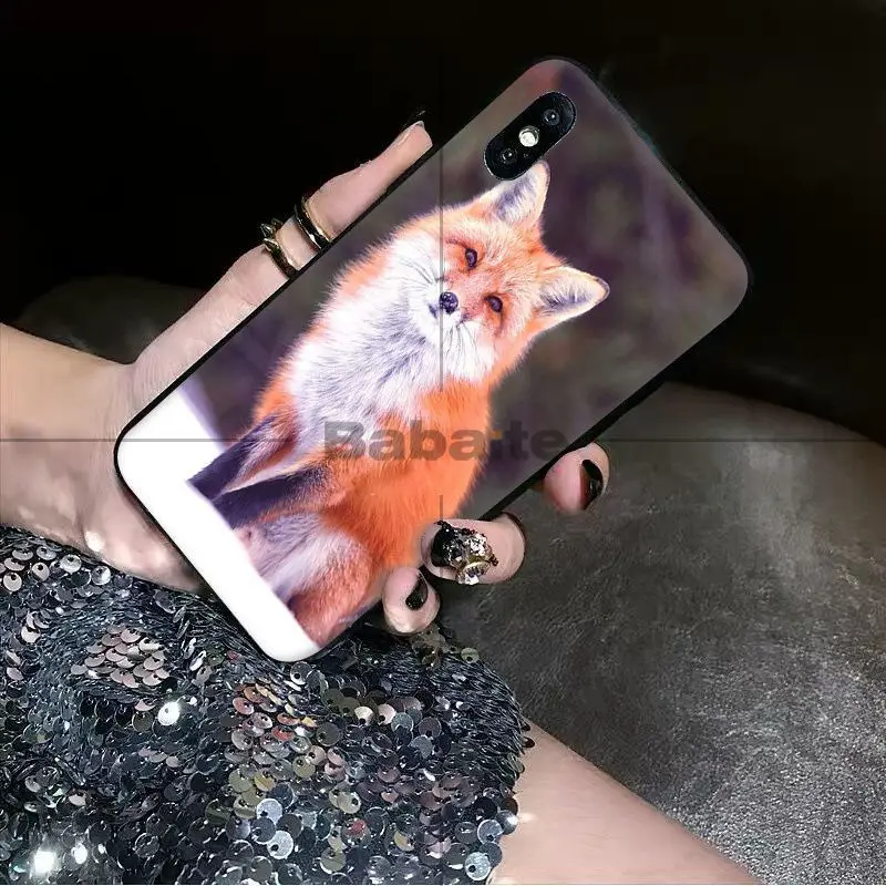 Animal More Cute Fox cat
