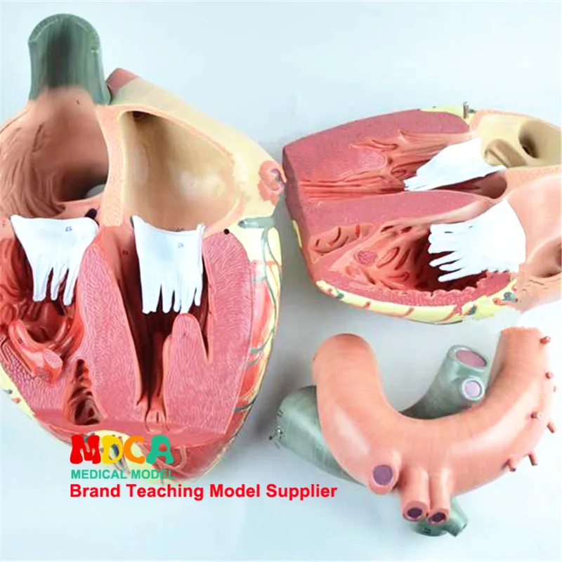 3X сердечная анатомическая модель сердечно-сосудистого медицинского обучающего оборудования манекен органа увеличенная модель 3 части