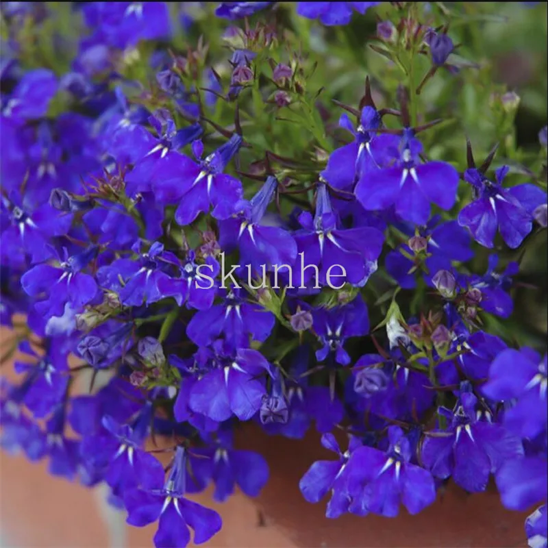 

Six times of scented flower bonsais half of the leaves green butterfly potted plants hanging blue flowers 100pcs(cui die hua)