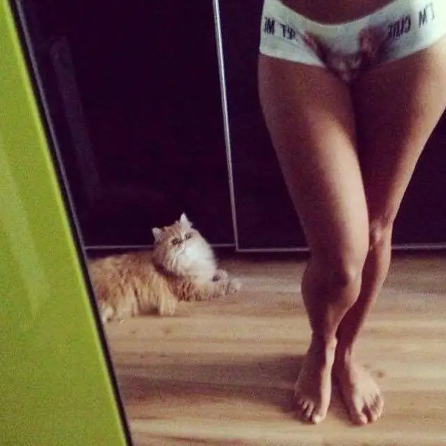 41091 im cute kitty (00000)