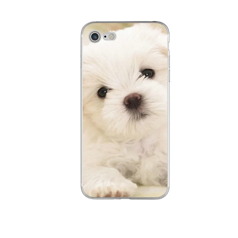 animal (2)