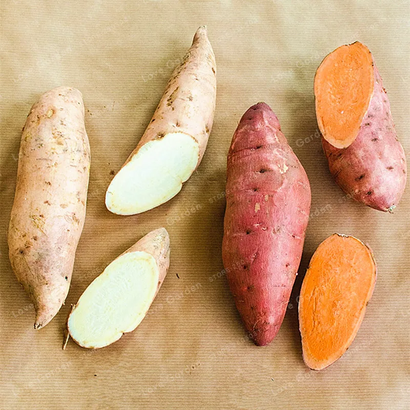 20Pcs Sweet Potato Seeds Best Seeds Online Free Shipping Worldwide