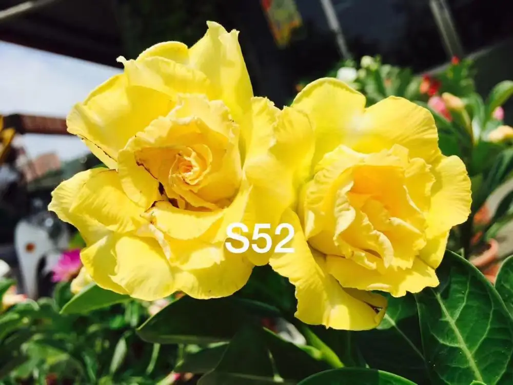 

100% Real Color * Fresh Adenium Obesum semillas - Bonsai Desert Rose Flower Plant semillas sementes ( No. S52 )