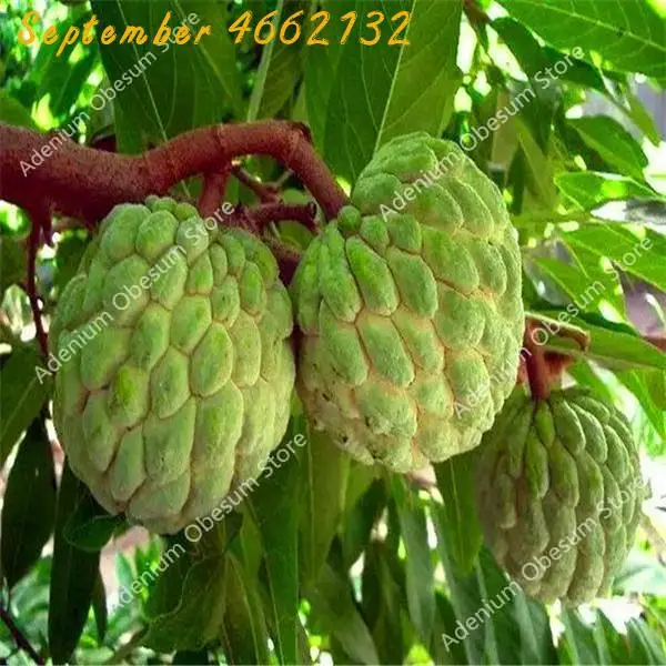 

10/20 Pcs Soursop Bonsai Fruit, Graviola Annona Muricata Sweetsop Delicious Fruit Bonsai Sugar Apple Annona Tree Plant In Bonsai