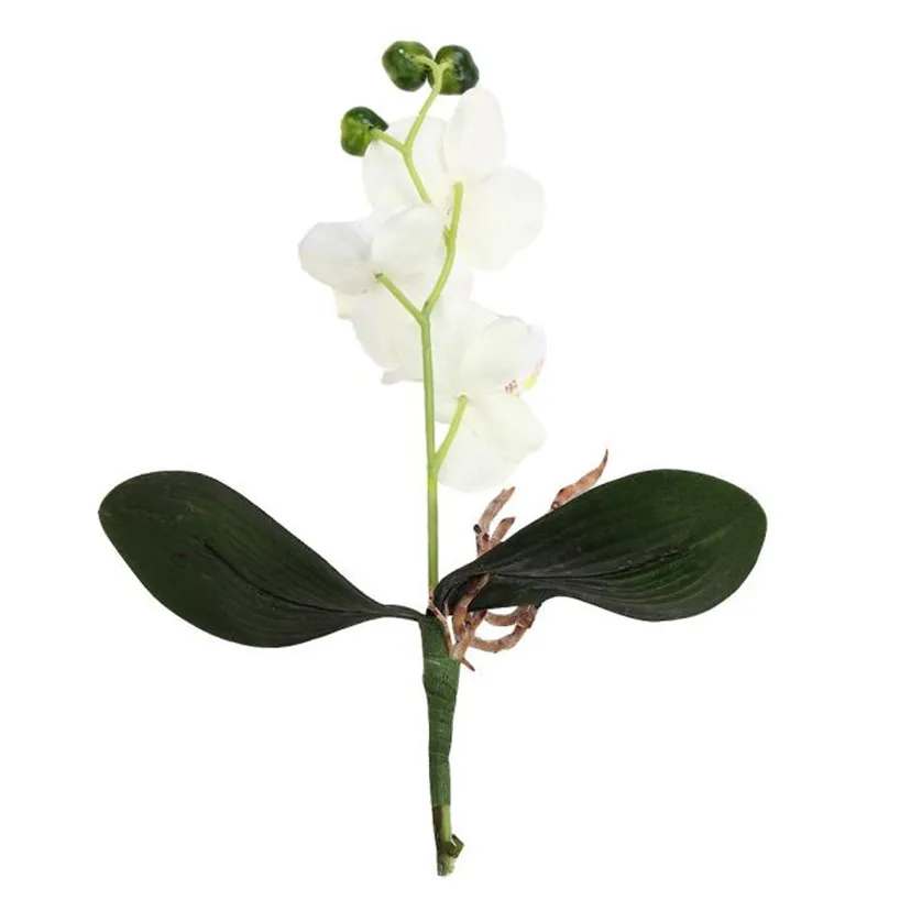 Orchid creative house Orchid creative house