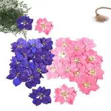 60 шт прессованный высушенный фиолетовый/розовый cubia Ajacis цветок гербарий из растений для ювелирных изделий открытка с пригласительным билетом чехол для телефона DIY