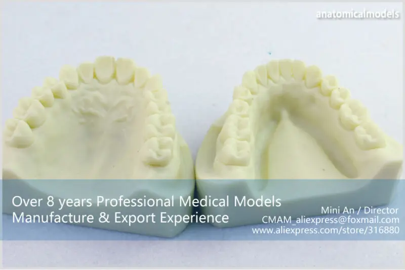 CMAM/12564 стоматологические упражнения, человеческие стоматологические медицинские анатомические модели обучения
