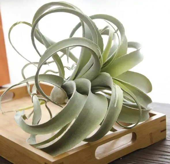 1PC Wedding Party Nodic Home Hotel Resturant Decoration