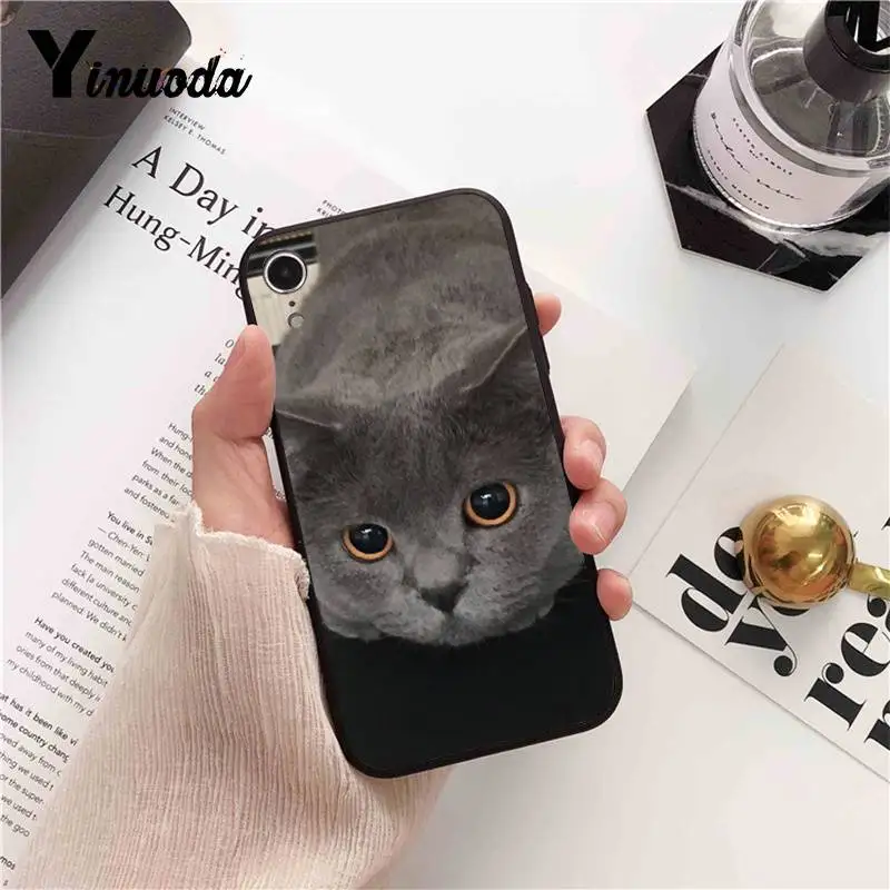 British Shorthair cat Top Design